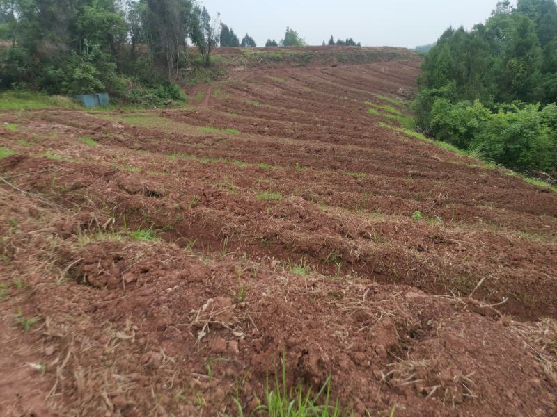 碉楼村村委流转集体土地100亩，全部通公路，价格可商量，