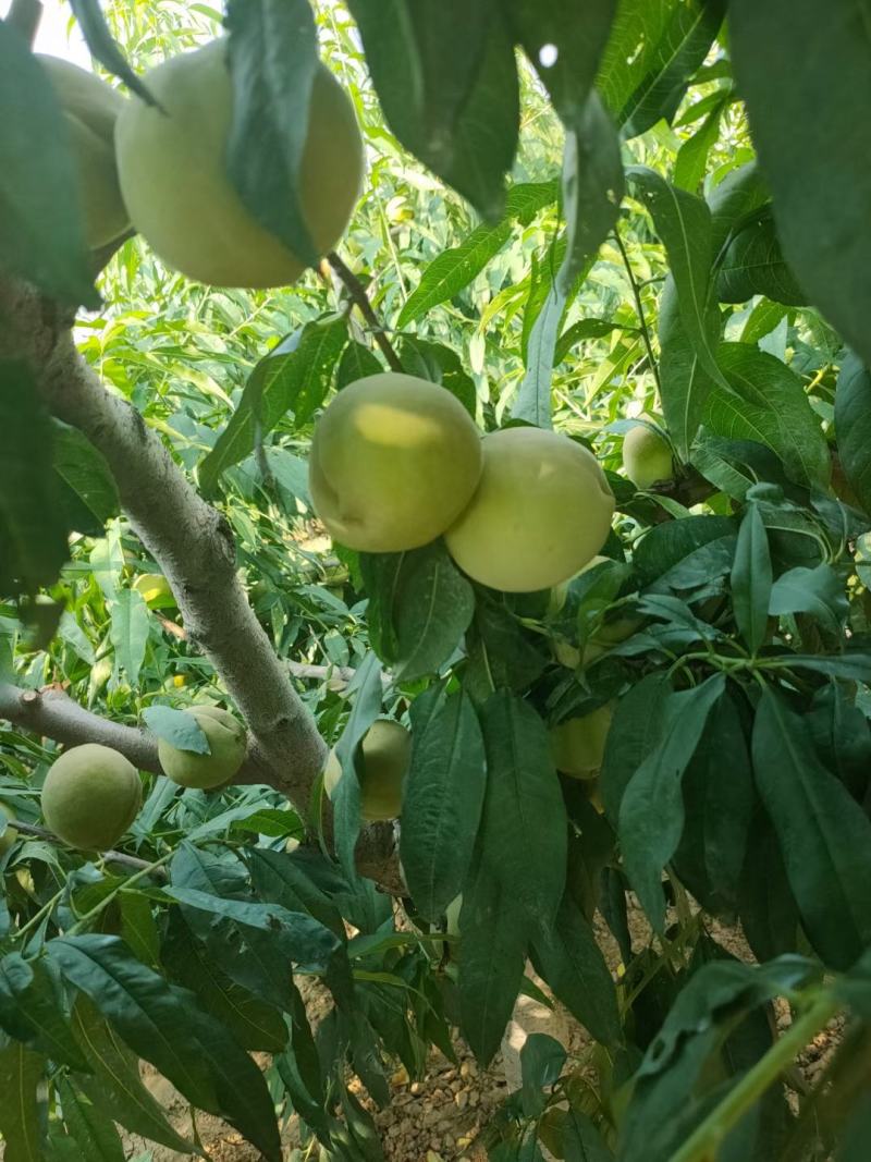 十四号罐头桃，直销加工厂，离核，无虫眼无残果，每天百万斤