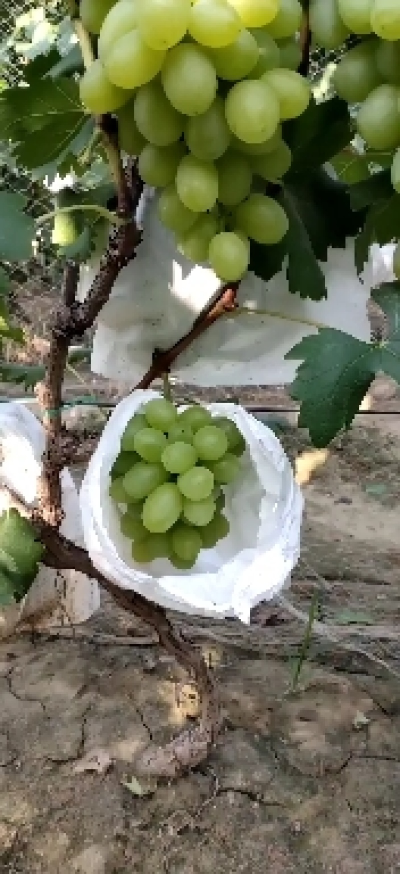 维多利亚葡萄，青提葡萄，