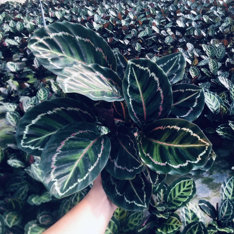 彩虹竹芋颜值担当150＃产地直销批发一件起批