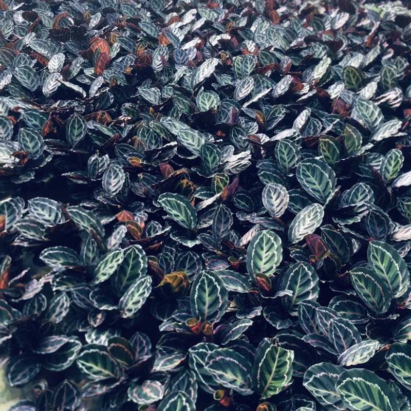 彩虹竹芋颜值担当150＃产地直销批发一件起批