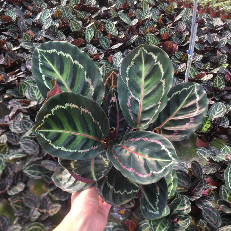 彩虹竹芋颜值担当150＃产地直销批发一件起批