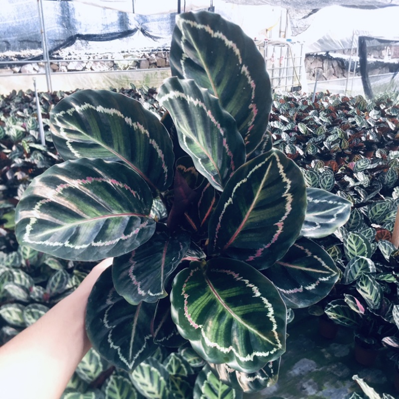 彩虹竹芋颜值担当150＃产地直销批发一件起批
