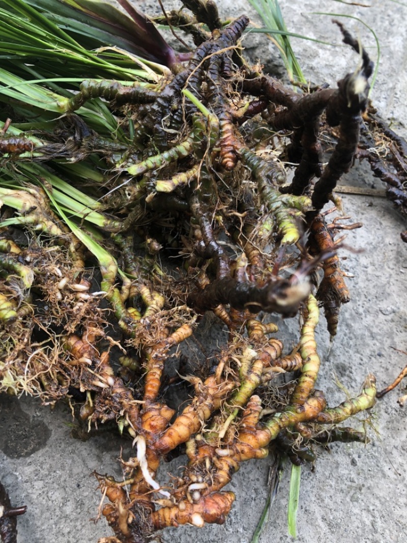 长期出售石菖蒲大量有货