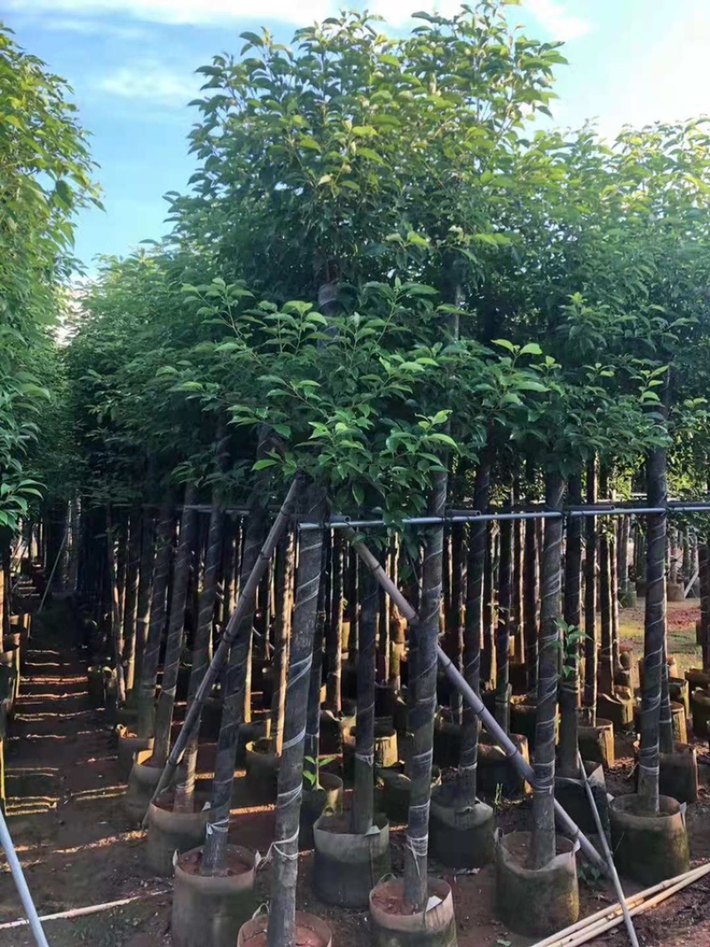 大量供应香樟树10-12-15-18-20分