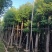 大量供应香樟树10-12-15-18-20分