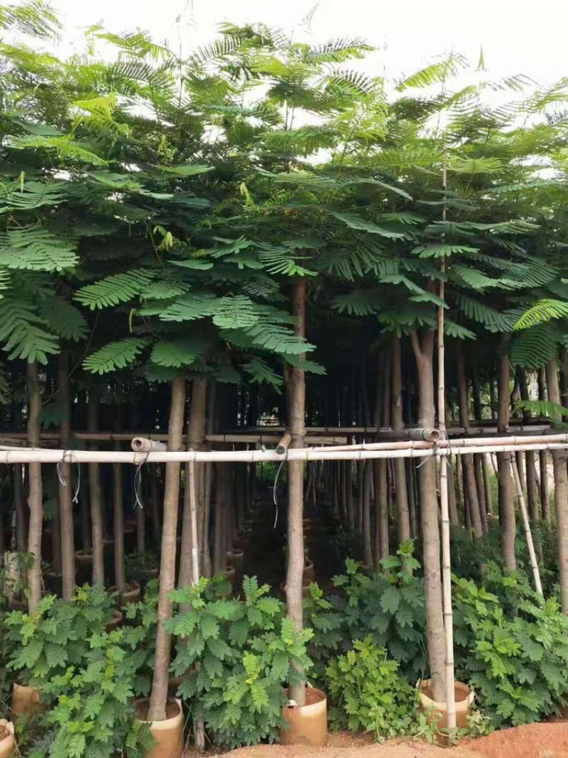 大量供应云南凤凰木5-6-7-8-9-10分