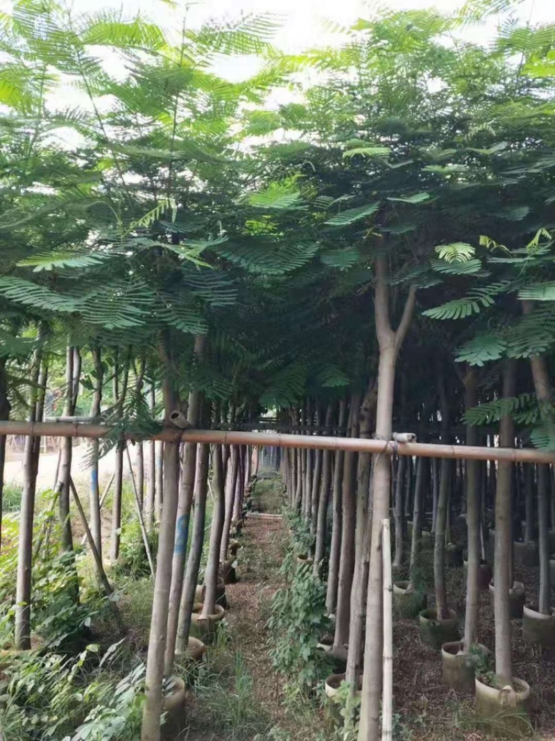 大量供应云南凤凰木5-6-7-8-9-10分