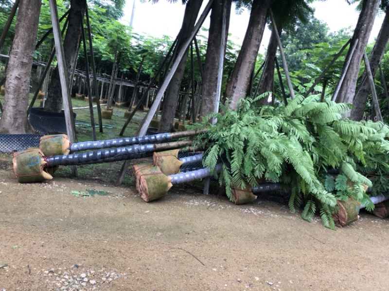 大量供应云南凤凰木5-6-7-8-9-10分
