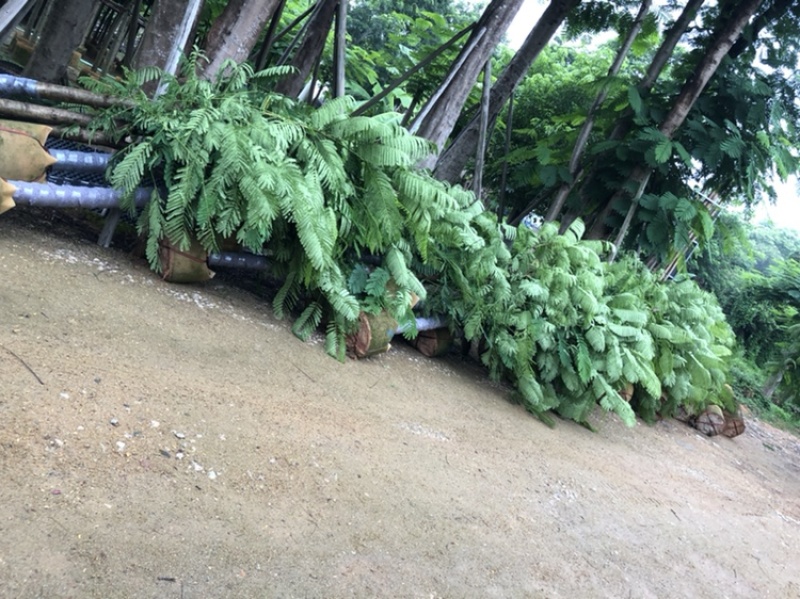 大量供应云南凤凰木5-6-7-8-9-10分