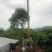 大量批发广东秋枫8-10-12-15-18-20分