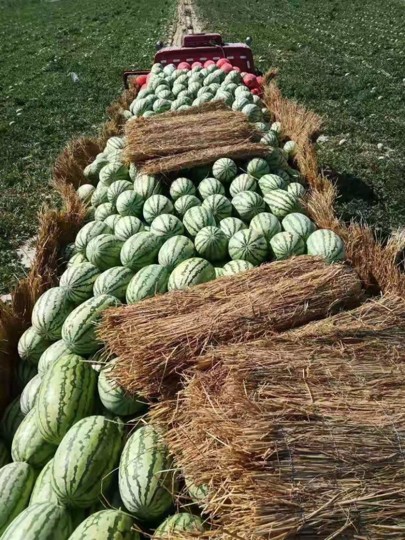 新疆昌吉金诚五号大西瓜
