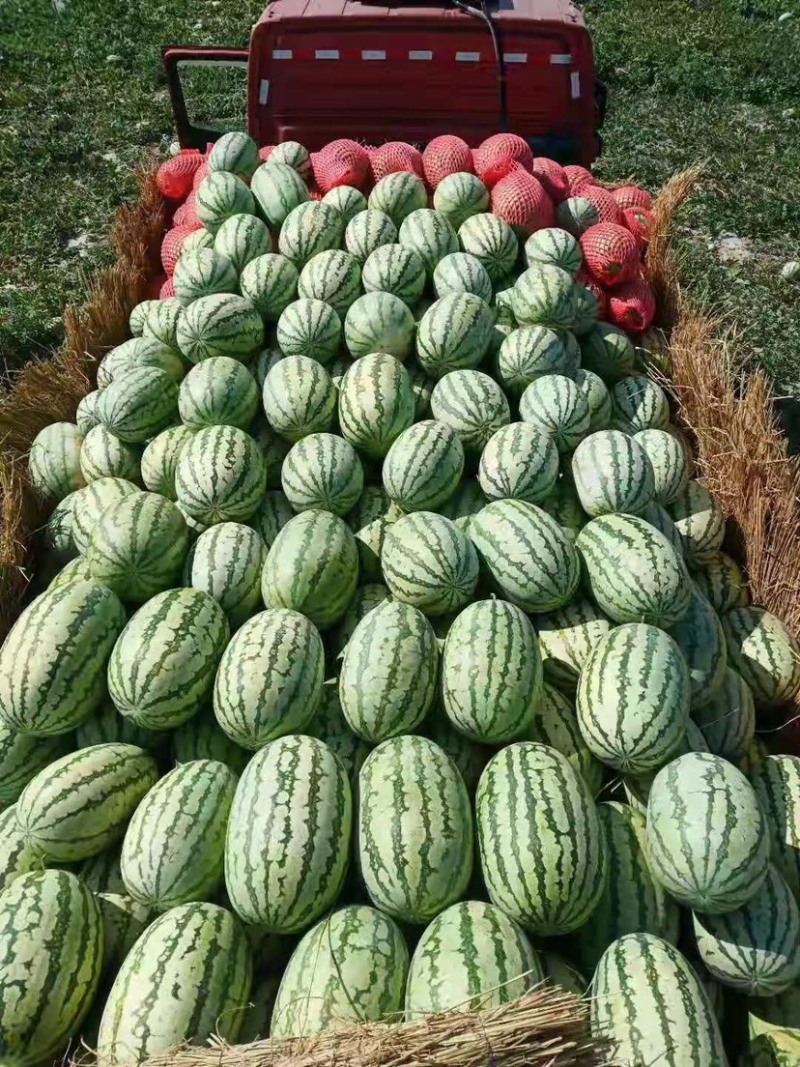 新疆昌吉金诚五号大西瓜