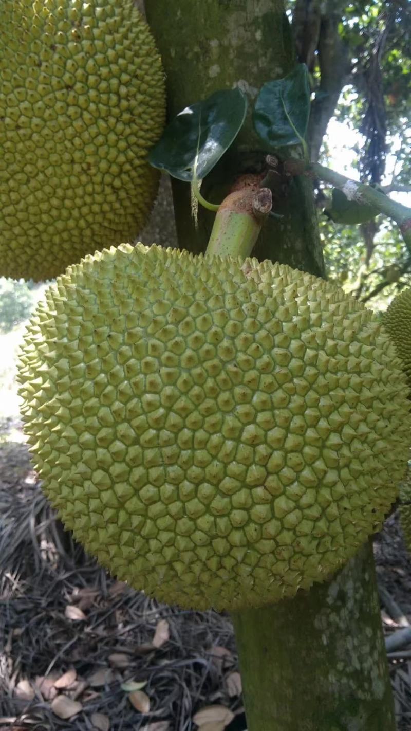 菠萝蜜，珍珠菠萝蜜，专业代办，随时欢迎老板来采购