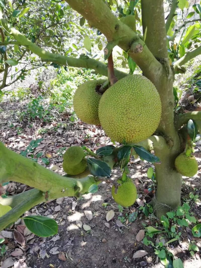 菠萝蜜，珍珠菠萝蜜，专业代办，随时欢迎老板来采购