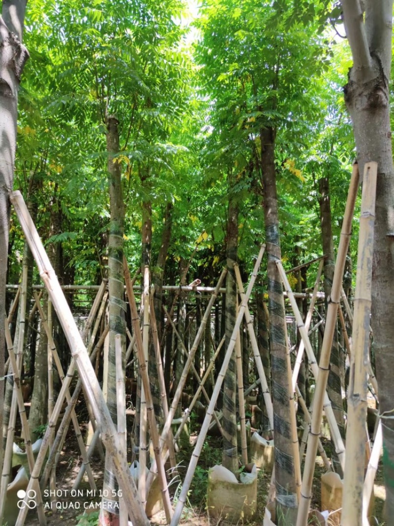大量批发黄山栾树(国庆花)8-10-12-15分