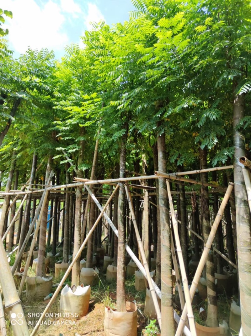大量批发黄山栾树(国庆花)8-10-12-15分