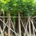大量批发黄山栾树(国庆花)8-10-12-15分
