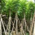 大量批发黄山栾树(国庆花)8-10-12-15分