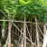 大量批发黄山栾树(国庆花)8-10-12-15分