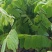 花旗木树苗合适院子公园别墅院子种植树苗院子种植