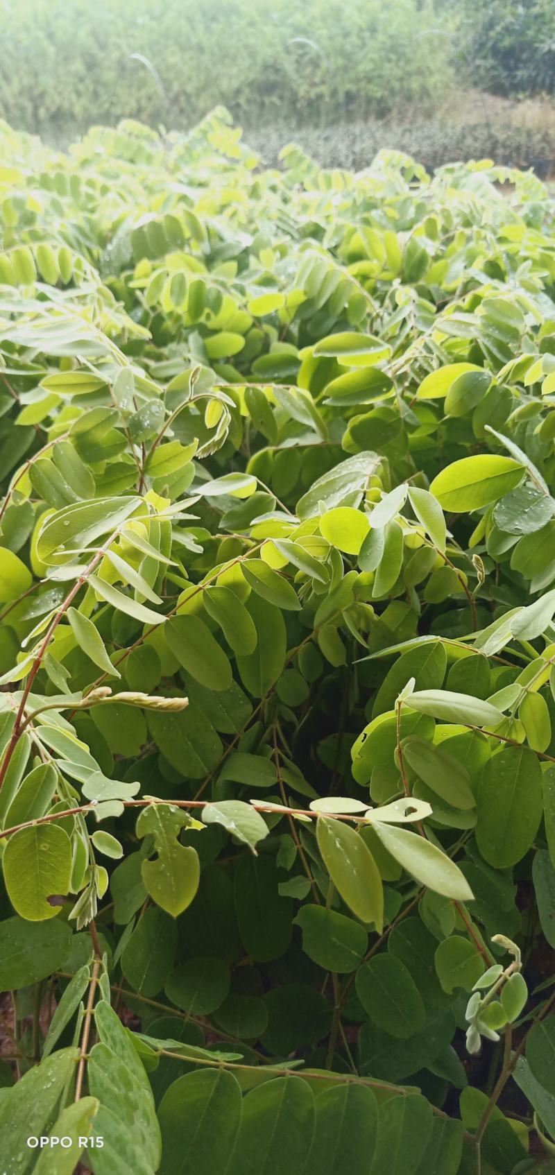花旗木树苗合适院子公园别墅院子种植树苗院子种植