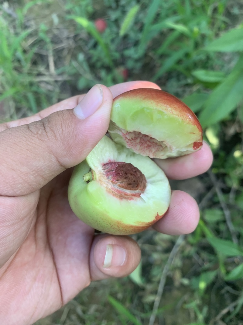 山西运城，枣油桃，珍珠油桃，小红桃，离核，纯甜，美味。