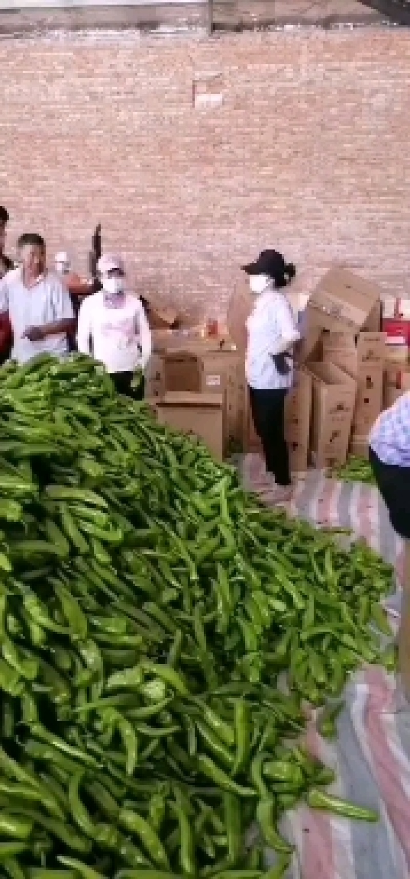 正宗【赤峰牛角尖椒】赤峰尖椒形象代言，品质优异，