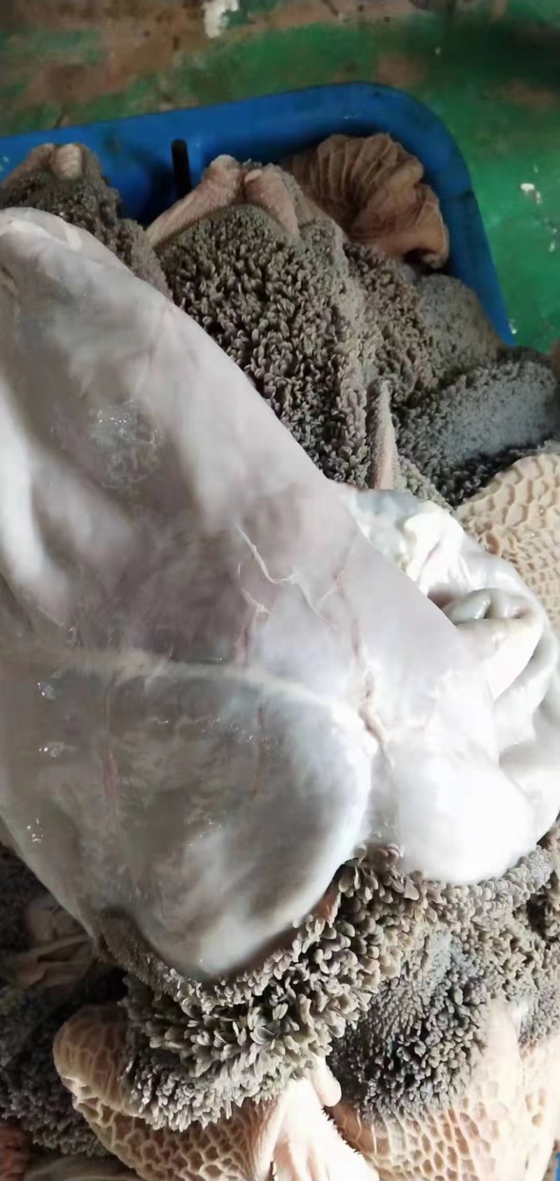 羊毛肚水煮羊毛肚纯干无水