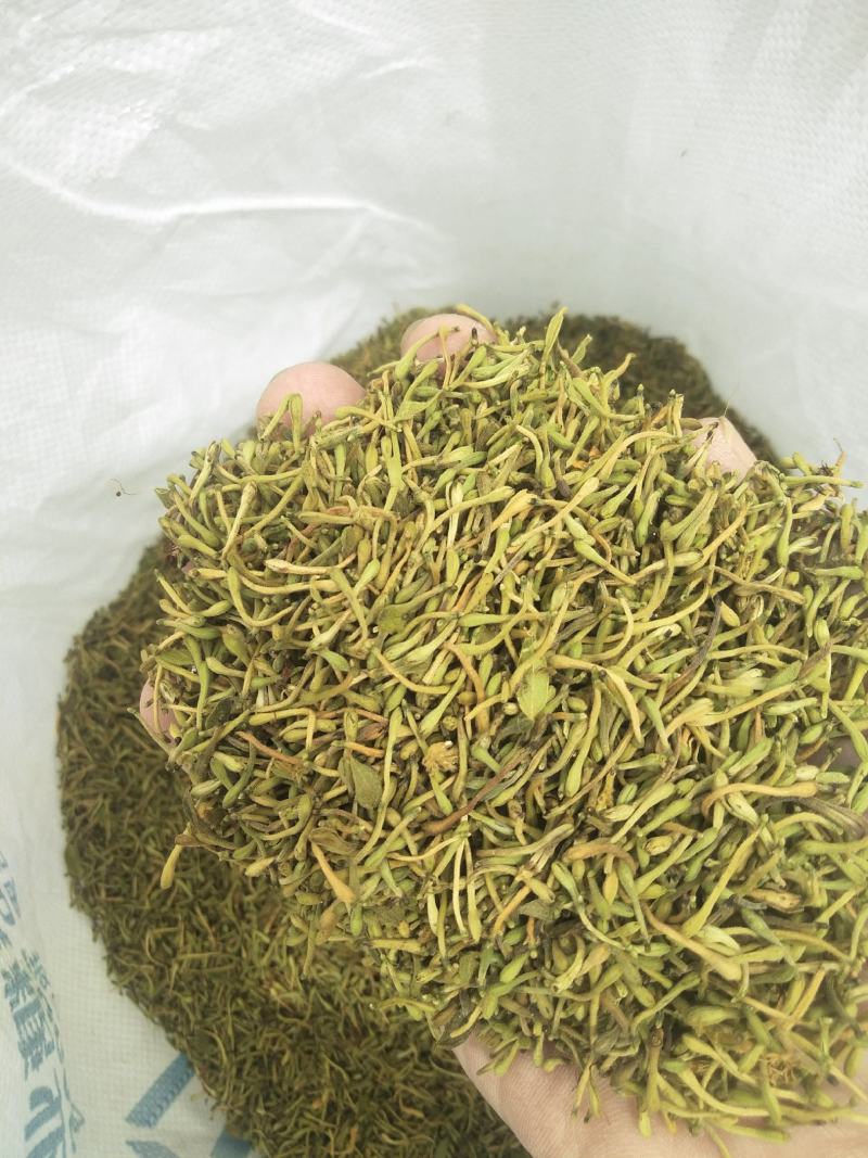 精品花蕾