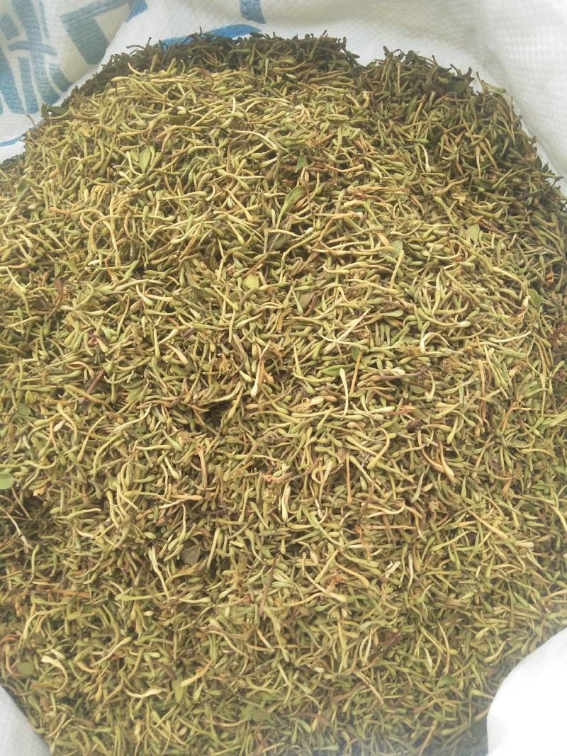 精品花蕾