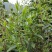 广东仙人茶育苗基地