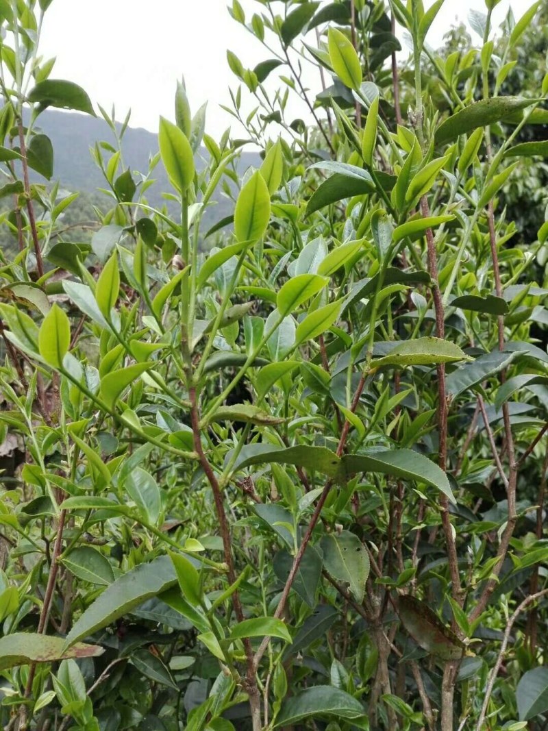 广东仙人茶育苗基地