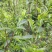 广东仙人茶育苗基地