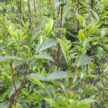 广东仙人茶育苗基地