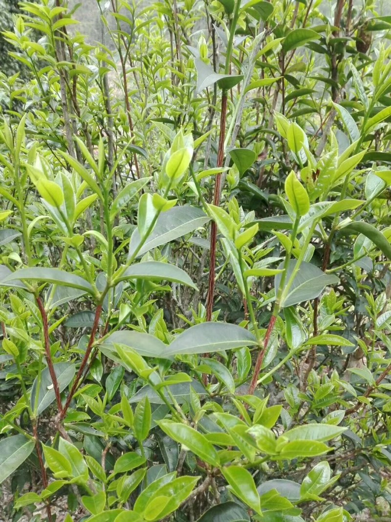 广东仙人茶育苗基地