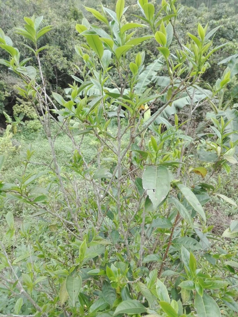 广东仙人茶育苗基地