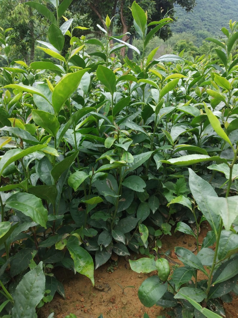 广东仙人茶育苗基地