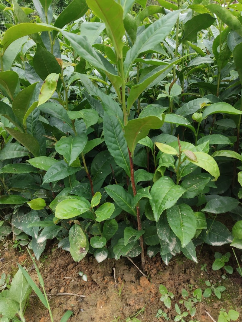 广东仙人茶育苗基地
