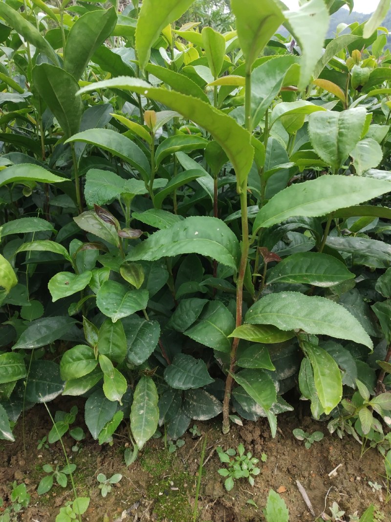 广东仙人茶育苗基地