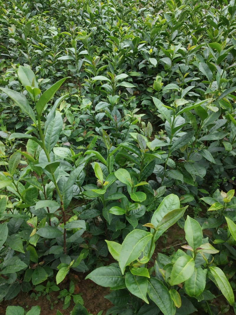 广东仙人茶育苗基地