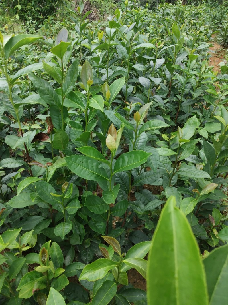广东仙人茶育苗基地