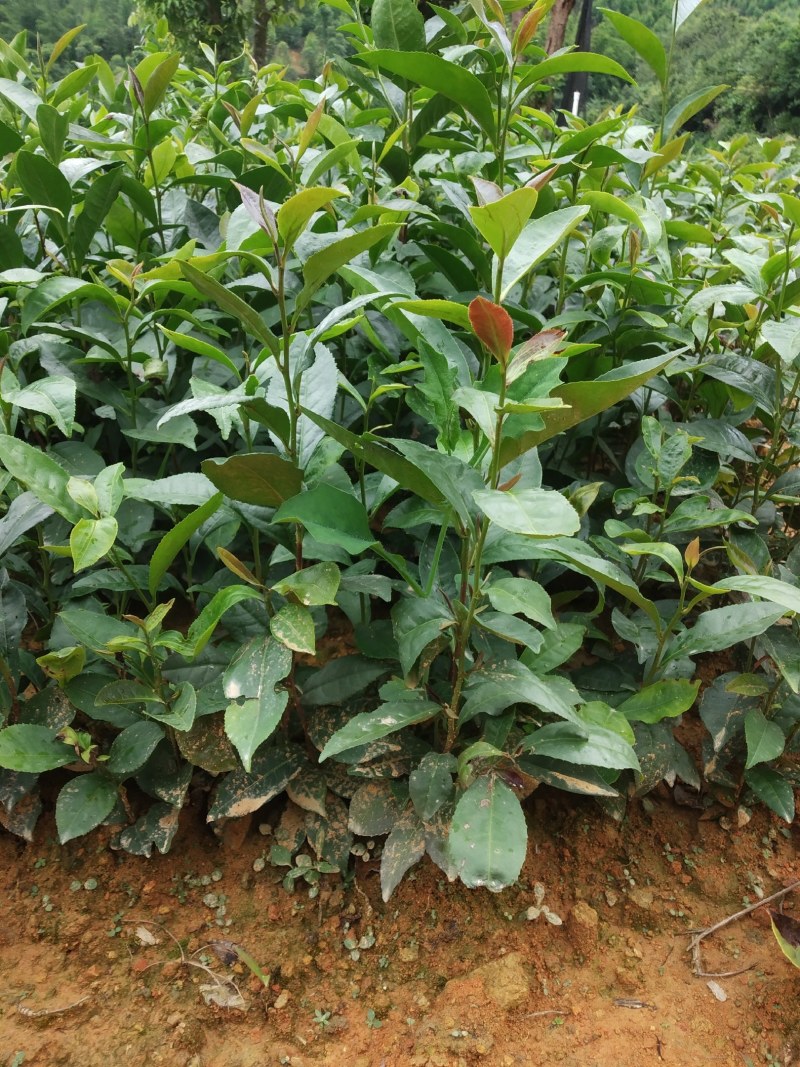 广东仙人茶育苗基地