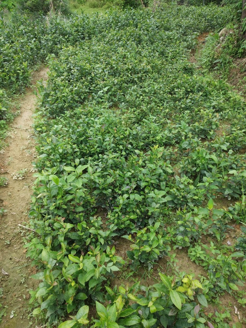 广东仙人茶育苗基地