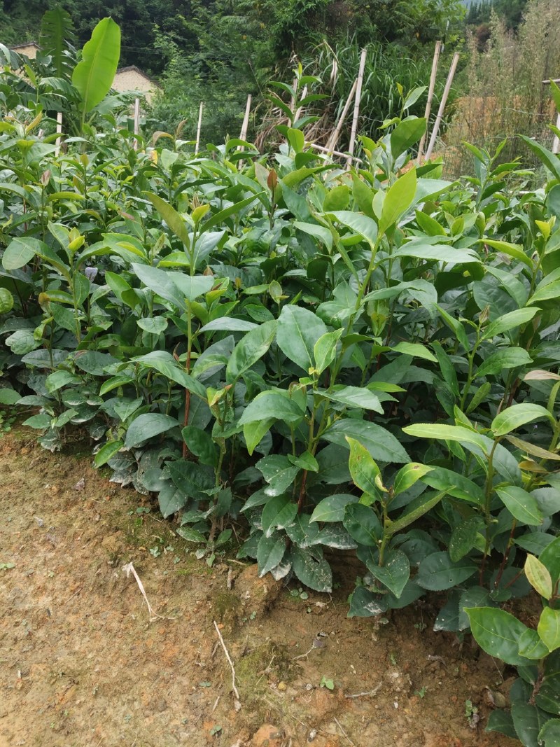 广东仙人茶育苗基地