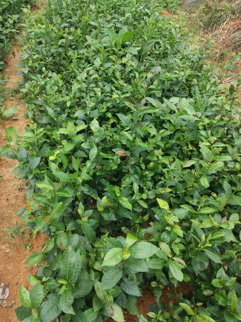 广东仙人茶育苗基地