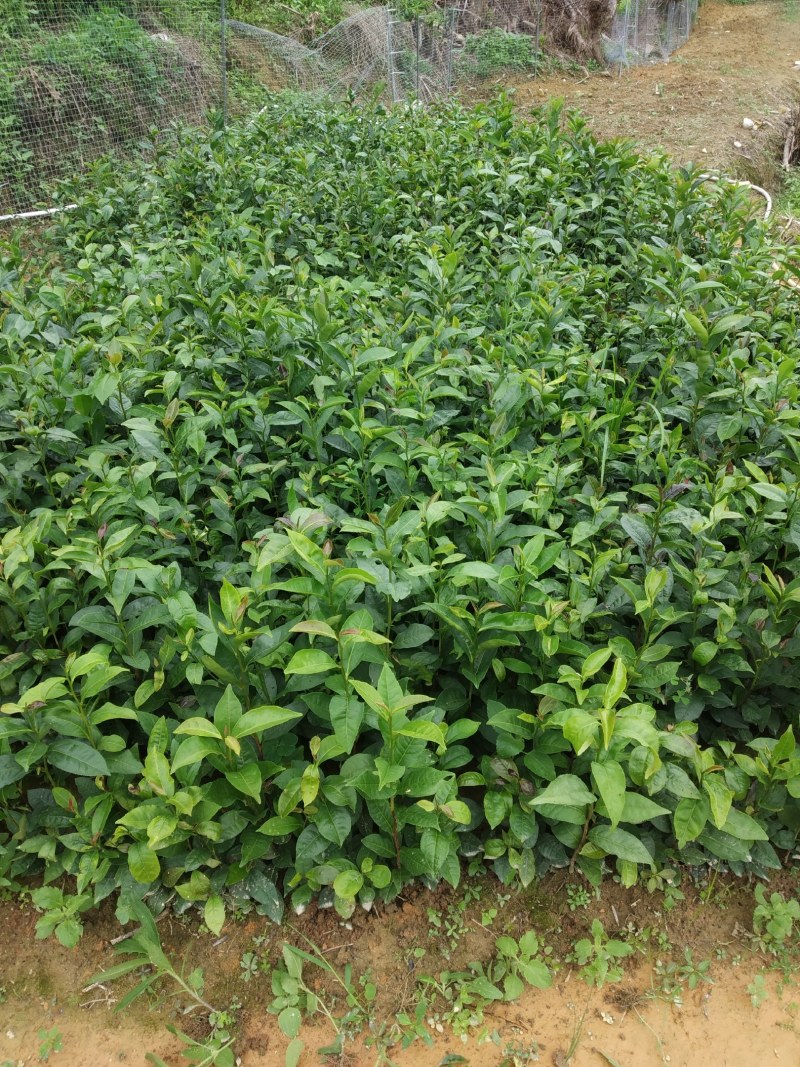 广东仙人茶育苗基地