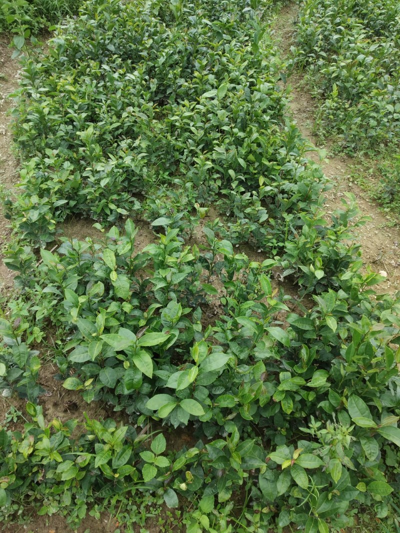 广东仙人茶育苗基地