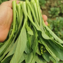 河南荥阳广州菜心基地直供，欢迎老板与我