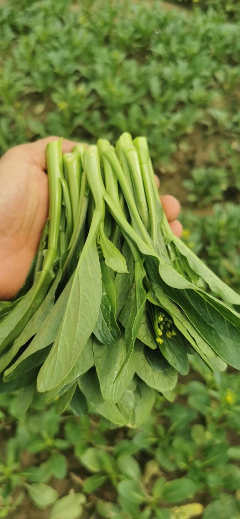 河南荥阳广州菜心基地直供，欢迎老板与我联系